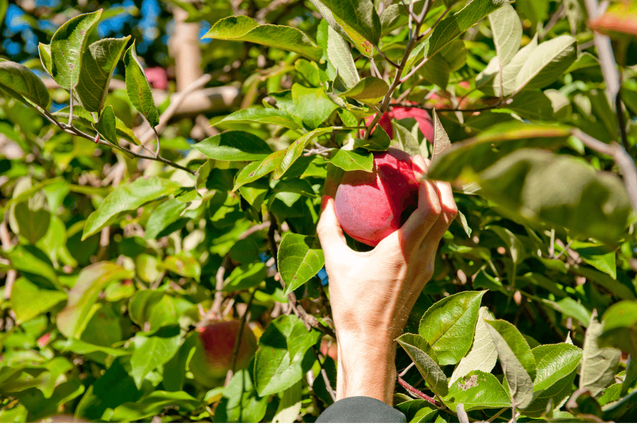 pomme